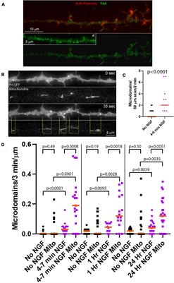 Bioenergetic Requirements and Spatiotemporal Profile of Nerve Growth Factor Induced PI3K-Akt Signaling Along Sensory Axons